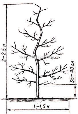 Обрезка яблони веретено схема