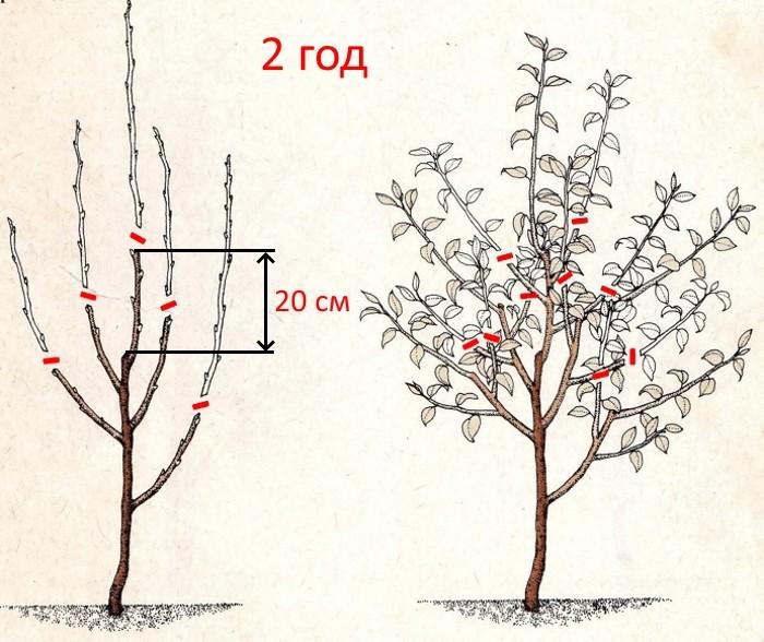 Обрезка колоновидных яблонь весной схема для начинающих