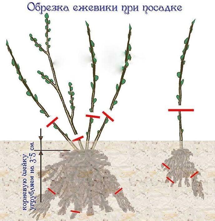 Как подрезать альстромерии. Схема посадки ежевики садовой. Обрезка ежевики весной схема. Весенняя обрезка ежевики садовой. Схема обрезки ежевики осенью.