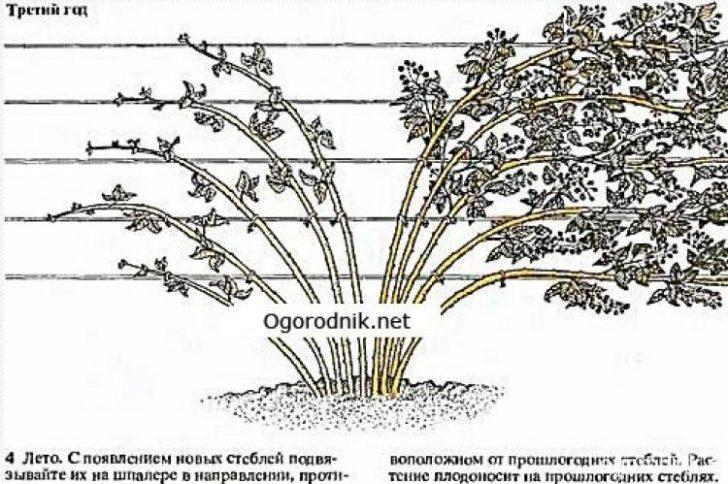 Схема обрезки ежевики