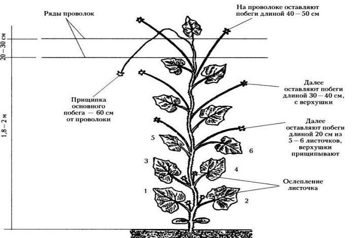 Схема прищипывания огурцов в теплице рисунок