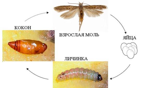 Стадии развития моли в картинках
