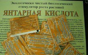 Чем подкормить огурцы в открытом грунте, чтобы было много хорошего урожая?