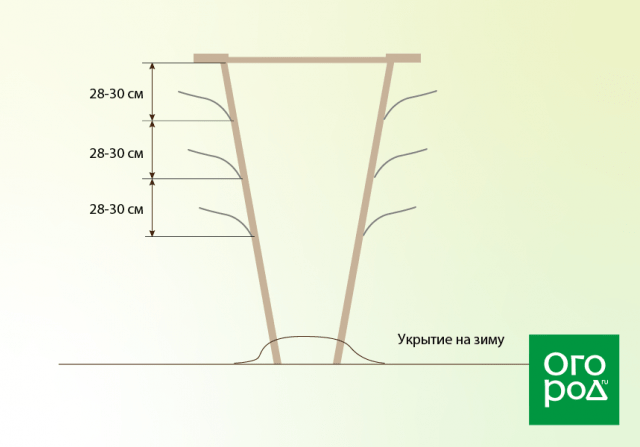 Схема подвязки винограда на одноплоскостной шпалере