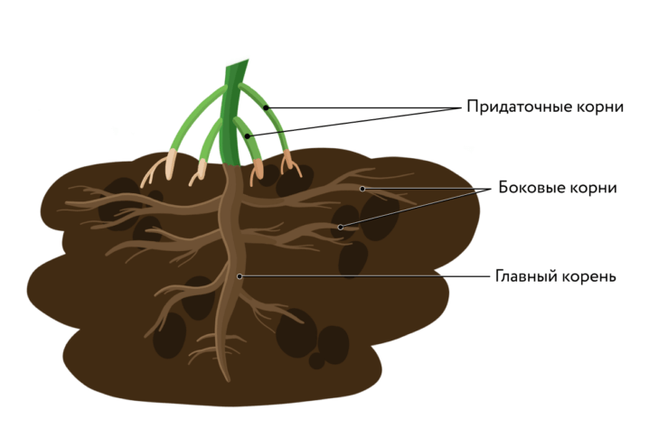 Выполнить корень. Подземная часть растения корневая система. Подземная часть растения корневая система 6 класс. Корни биология 7. 3 Биологические корни коммуникации.