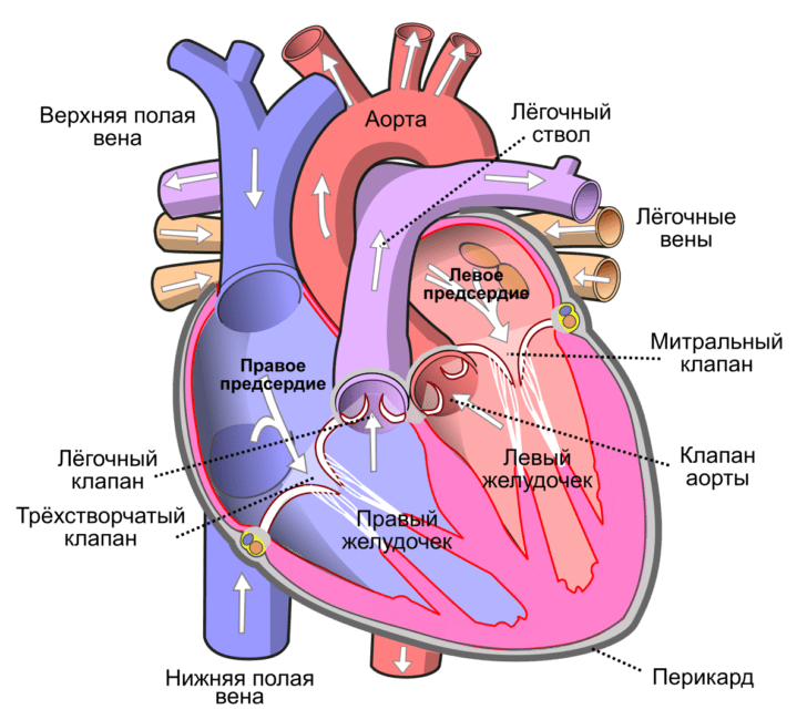 Камеры сердца схема