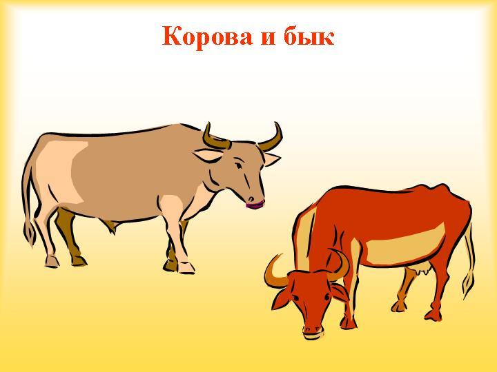 Картинка корова и бык