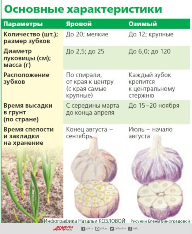 Отличие яровой