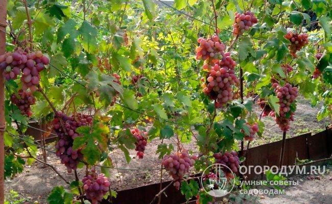 Видео описание сортов винограда