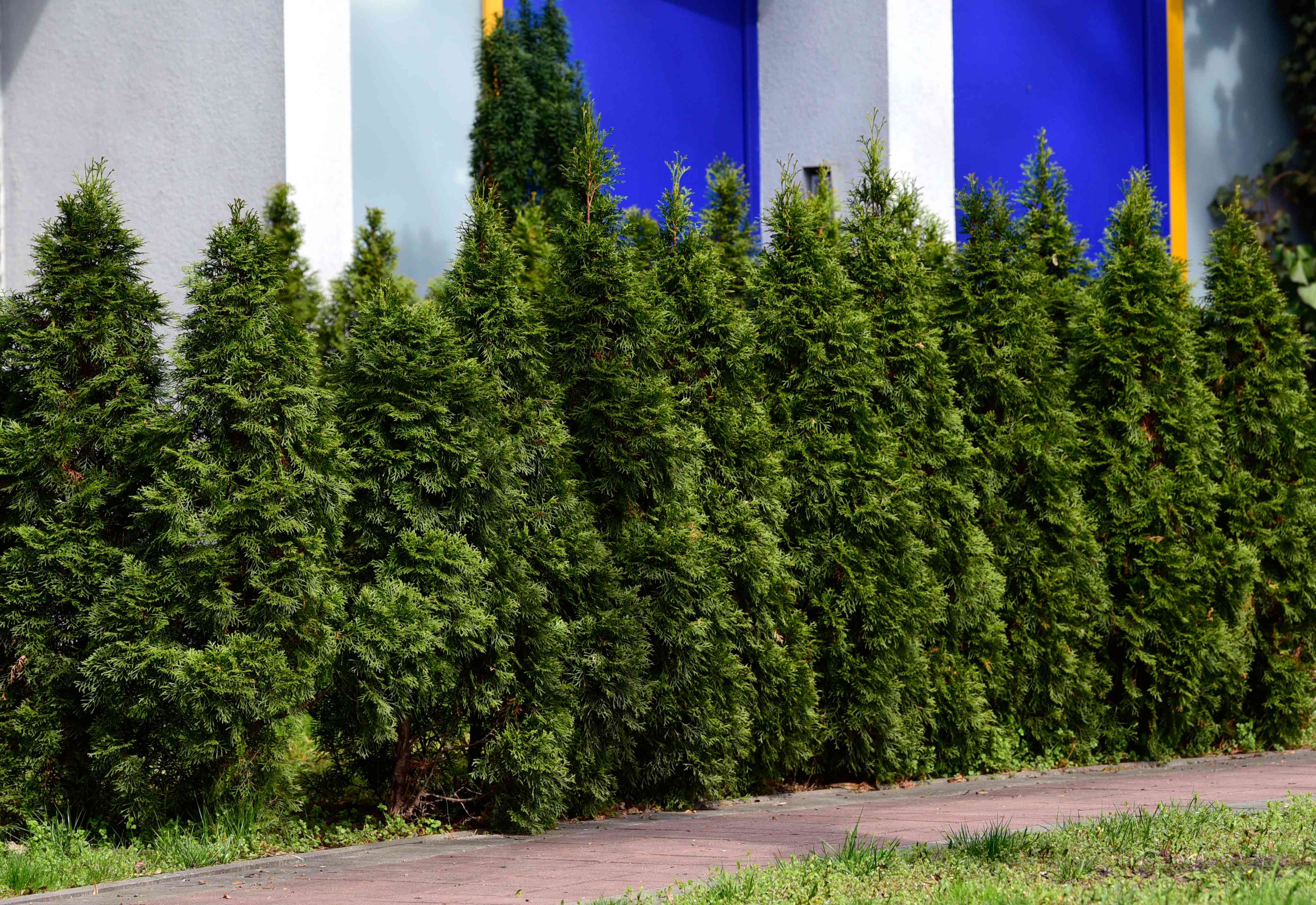 How to Grow and Care for Emerald Green Arborvitae