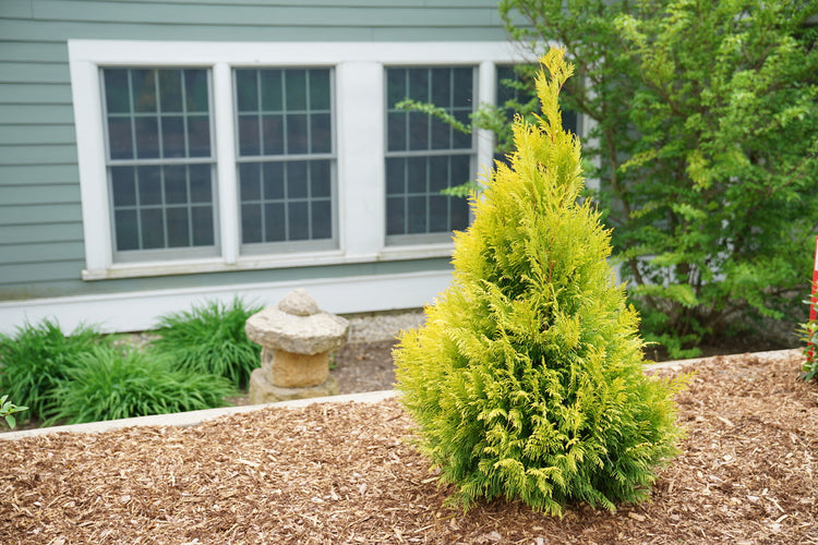 Fluffy® Arborvitae | Proven Winners – Great Garden Plants