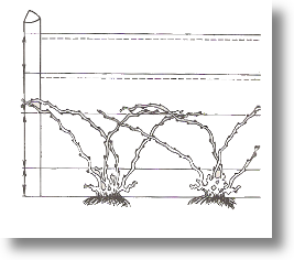 Картинка Безрукавная формировка виноградного куста